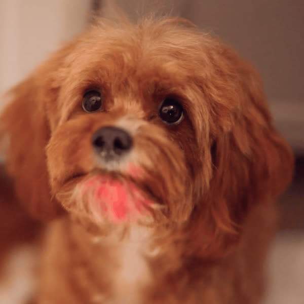 A happy dog
