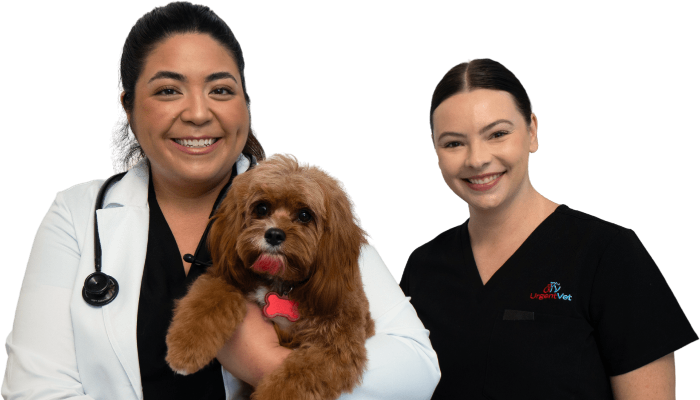 Two UrgentVet veterinarians holding a dog