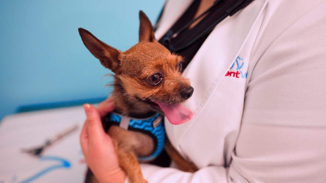 A small dog held by an UrgentVet team member